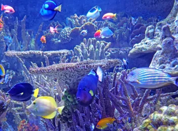 seven days in sydney sea life aquarium