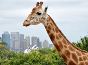 sydney family & wildlife