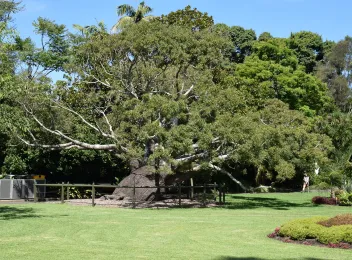 sydney royal botanic garden sydney royal botanic garden