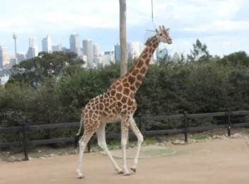 sydney taronga zoo sydney taronga zoo